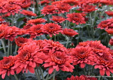 Real nice deep red colours it just asked for a photo.